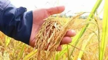 تراجع سعر الأرز الطازج 100 دونغ فيتنامي وسط استقرار أسعار أرز التصدير